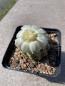 Preview: Gymnocalycium uebelmannianus